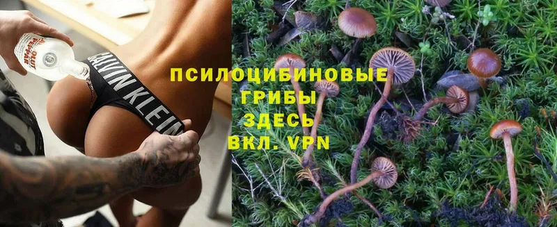 Галлюциногенные грибы Psilocybe  купить наркоту  гидра   Туринск 